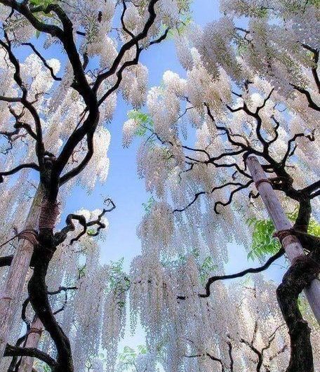 Wisteria blooms hanging like waterfalls; nature’s own chandelier. They can live up to 100 years and some of the largest ones are carefully supported because the vines get incredibly heavy.