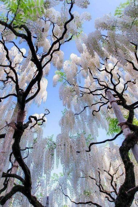 Wisteria blooms hanging like waterfalls; nature’s own chandelier. They can live up to 100 years and some of the largest ones are carefully supported because the vines get incredibly heavy.