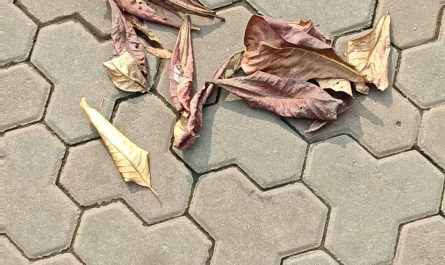 Yayy, Crunchy leaves