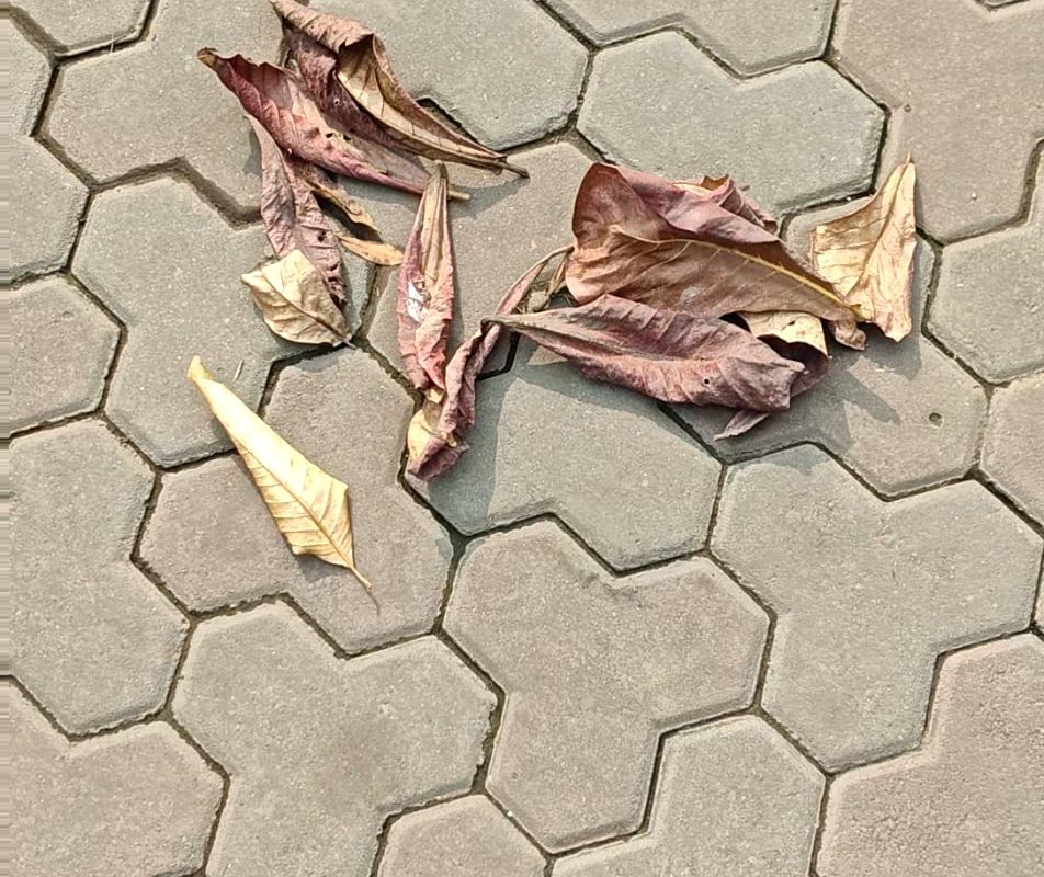 Yayy, Crunchy leaves