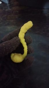 a weird worm-like shaped lemon i found in the lemon tree in our garden