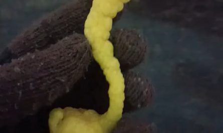 a weird worm-like shaped lemon i found in the lemon tree in our garden