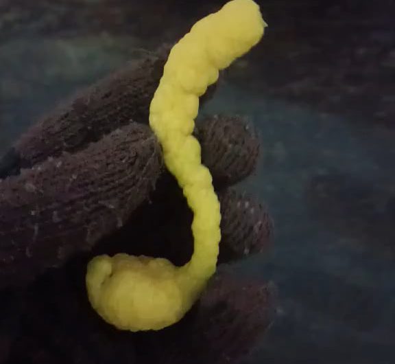 a weird worm-like shaped lemon i found in the lemon tree in our garden