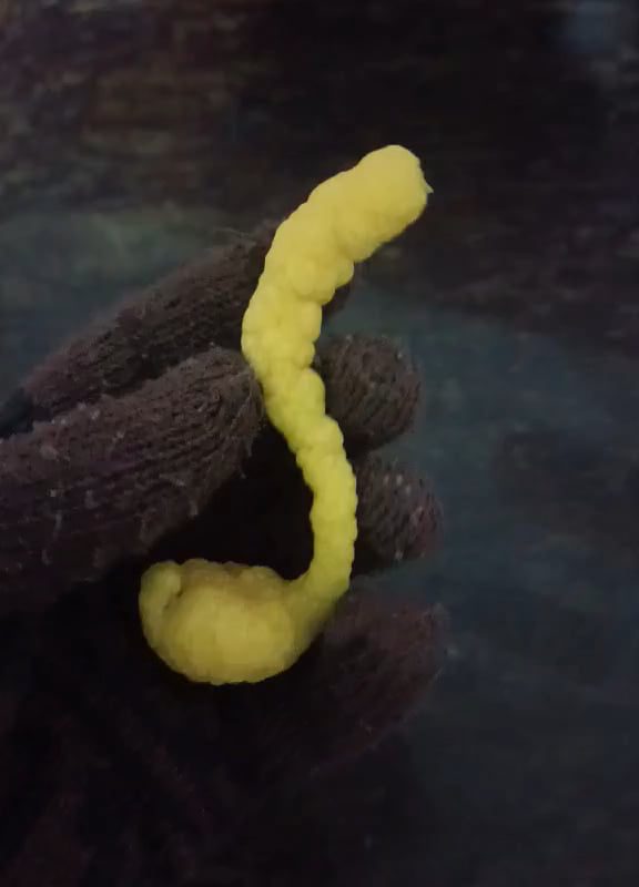 a weird worm-like shaped lemon i found in the lemon tree in our garden