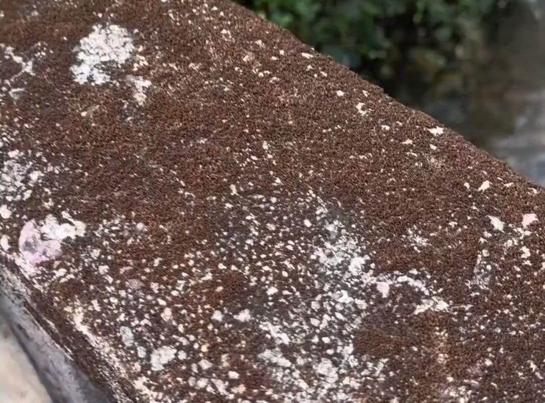 pouring water on dried moss