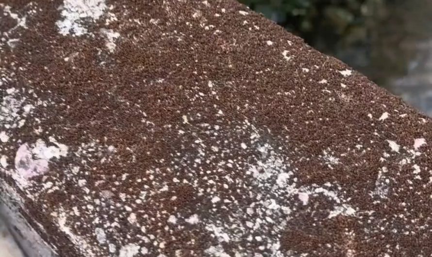 pouring water on dried moss
