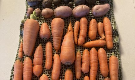 the way my wife organized our harvest