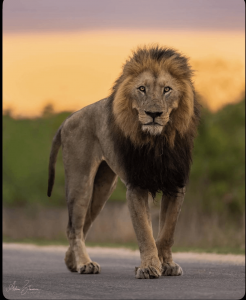 16-year-old South Shishangeni lion, the oldest and biggest known lion in Kruger National Park, remarkably well-preserved for his age, an amazing testament to resilience in the wild. Adam Zimmerman captured the image.