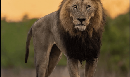 16-year-old South Shishangeni lion, the oldest and biggest known lion in Kruger National Park, remarkably well-preserved for his age, an amazing testament to resilience in the wild. Adam Zimmerman captured the image.