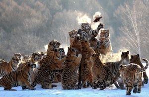 40 Siberian tiger cubs were born at the Hengdaohezi Siberian Tiger Park in 2025