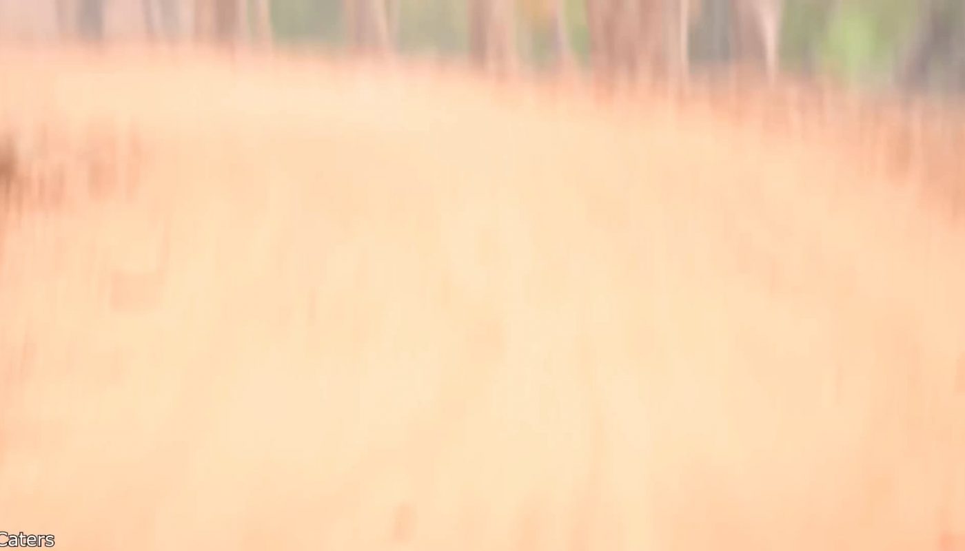 A Black leopard in india (Credit to daily dose of internet)