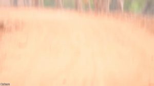 A Black leopard in india (Credit to daily dose of internet)