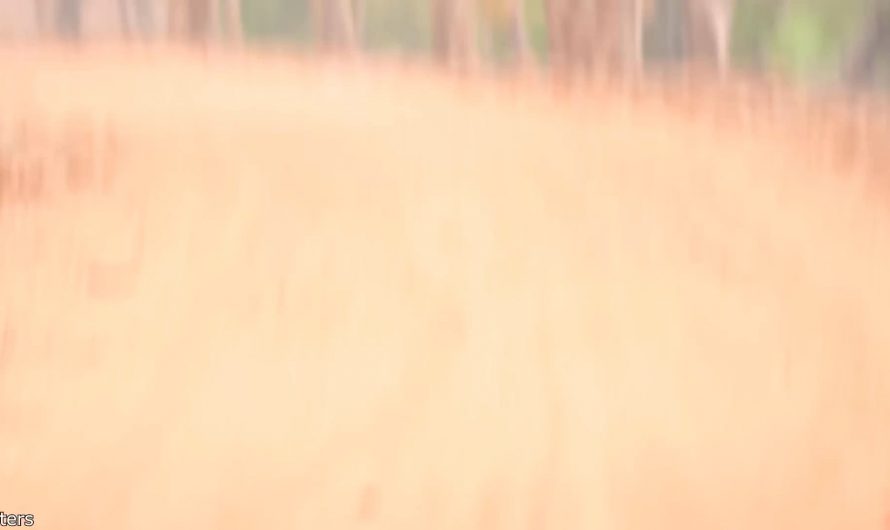 A Black leopard in india (Credit to daily dose of internet)