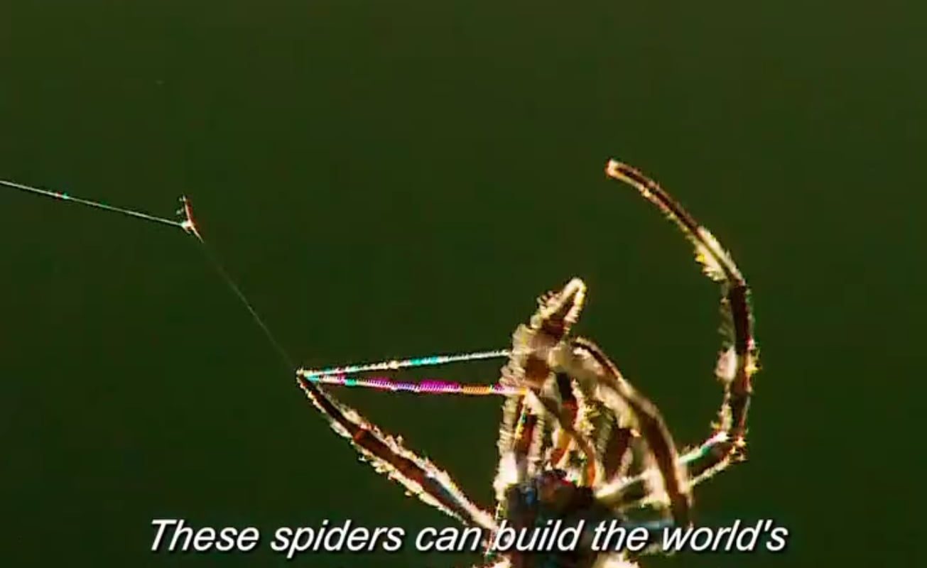 A Darwin's bark spider (Caerostris darwini),they can spin the largest orb webs found in nature.