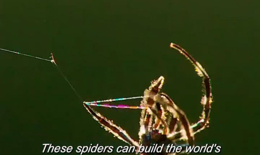 A Darwin’s bark spider (Caerostris darwini),they can spin the largest orb webs found in nature.