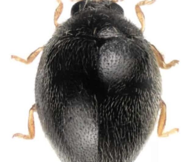 A New Species of Ladybug was Discovered in Japan