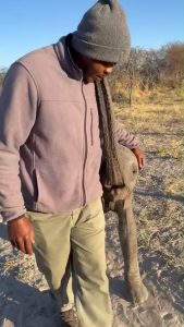 A baby elephant at an orphanage showing affection to one of the handlers.