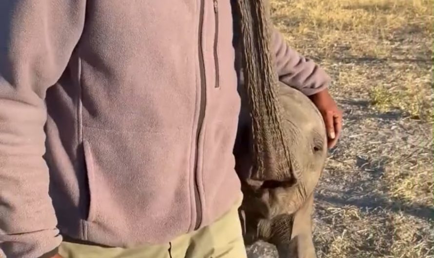 A baby elephant at an orphanage showing affection to one of the handlers.