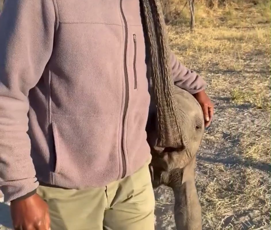 A baby elephant at an orphanage showing affection to one of the handlers.