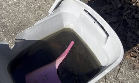 A busted bucket I used to collect rainwater for plants