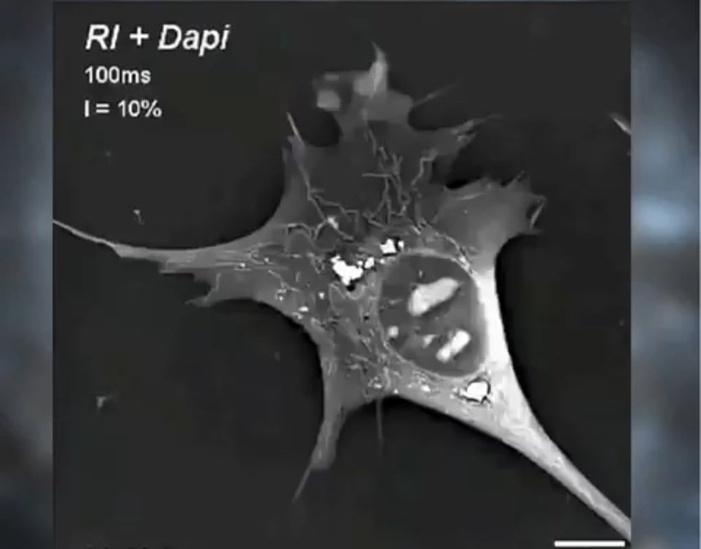 A cell going Apoptosis