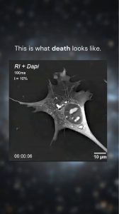 A cell going Apoptosis