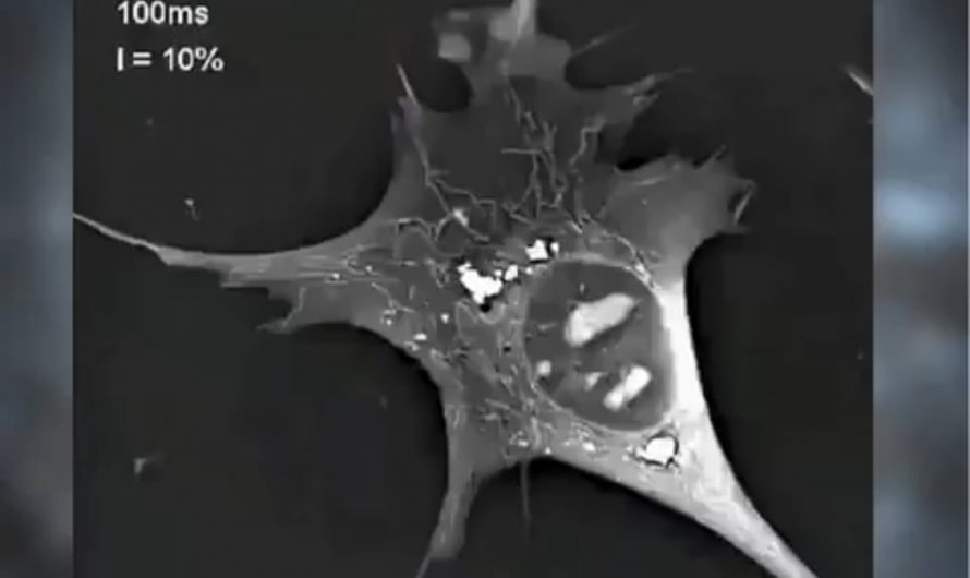 A cell going Apoptosis