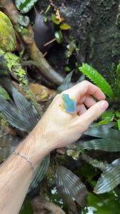 A close-up of a beautiful blue-green glass frog