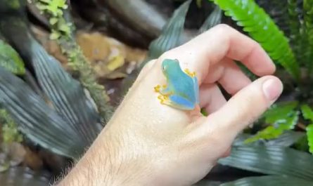 A close-up of a beautiful blue-green glass frog