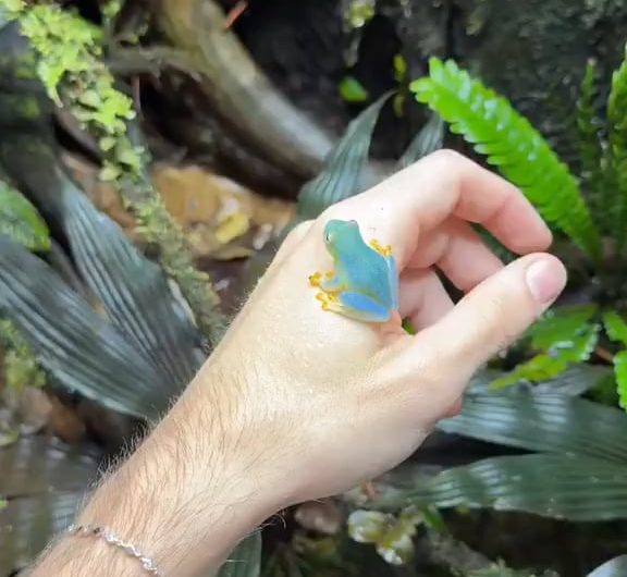 A close-up of a beautiful blue-green glass frog