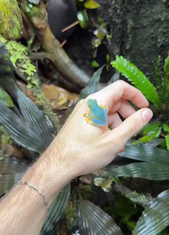 A close-up of a beautiful blue-green glass frog