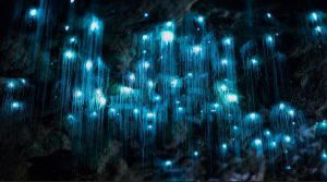 A cluster of glowworms found in a cave in New Zealand