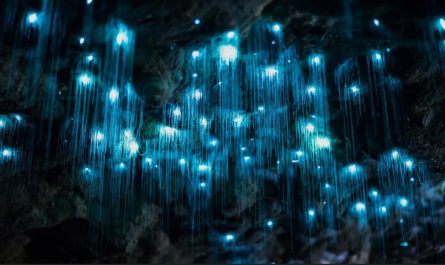 A cluster of glowworms found in a cave in New Zealand