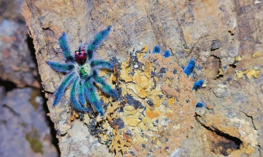 A courting pair of Brazilian Jewels. This tiny (~2”), docile, and rare type of tarantula lives beneath camouflaged silken trapdoors on trees and is one of the most colorful of all 50,000+ known spider species.