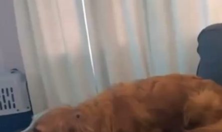 A dog in three different states simultaneously. Schrödinger's Dog is living his best life