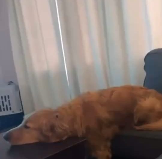 A dog in three different states simultaneously. Schrödinger’s Dog is living his best life