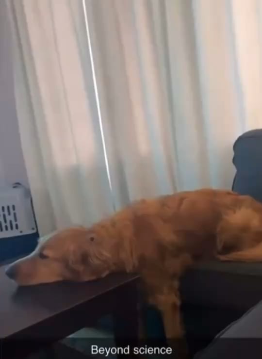 A dog in three different states simultaneously. Schrödinger's Dog is living his best life