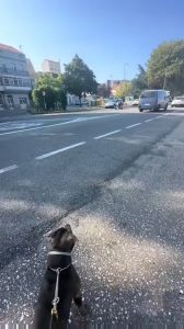 A good boi going for a ride