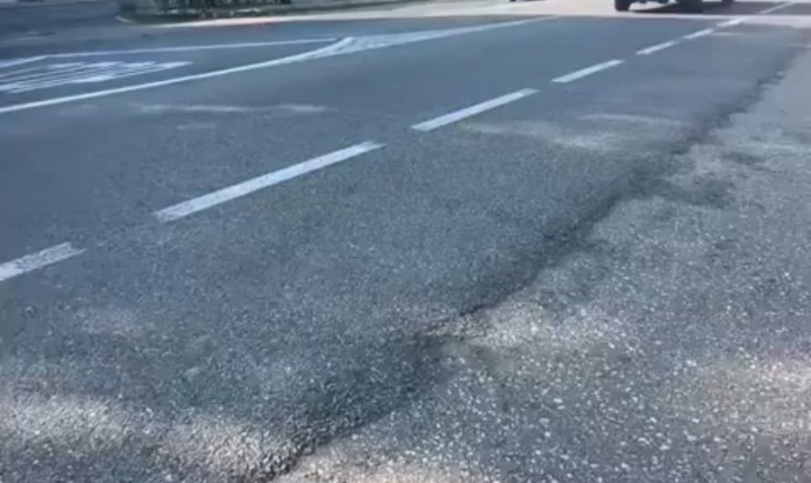 A good boi going for a ride