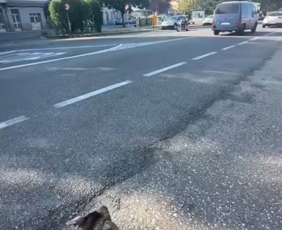A good boi going for a ride