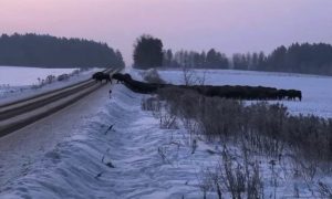 A herd of European bison crossing train tracks in eastern Poland