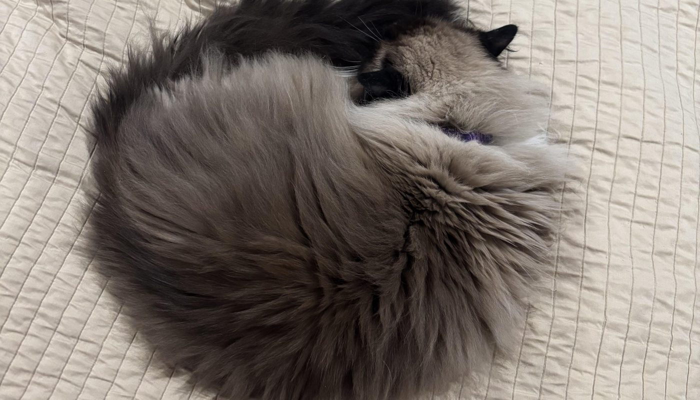 A perfect fluffy circle