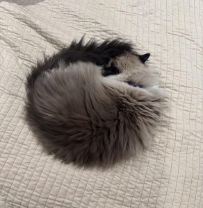A perfect fluffy circle