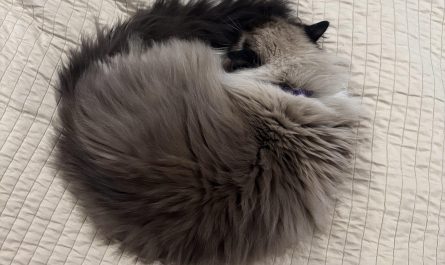 A perfect fluffy circle
