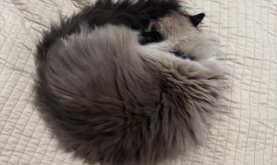 A perfect fluffy circle