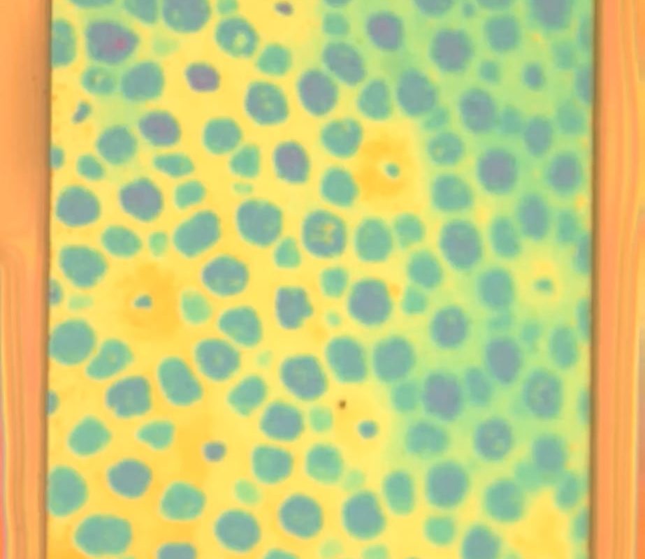 A polymer inspired by octopus camouflage that actively changes color