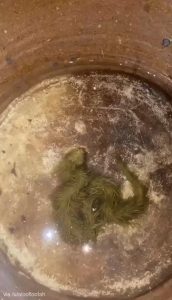 A snake covered in algae