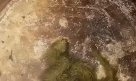 A snake covered in algae