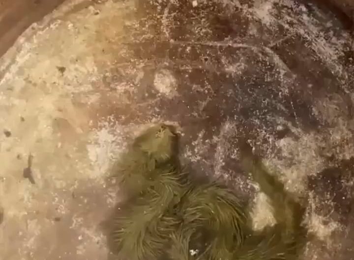 A snake covered in algae