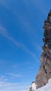 Adélie penguin discovers that it is being recorded